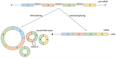 Circular RNAs in Cancer – Lessons Learned From microRNAs